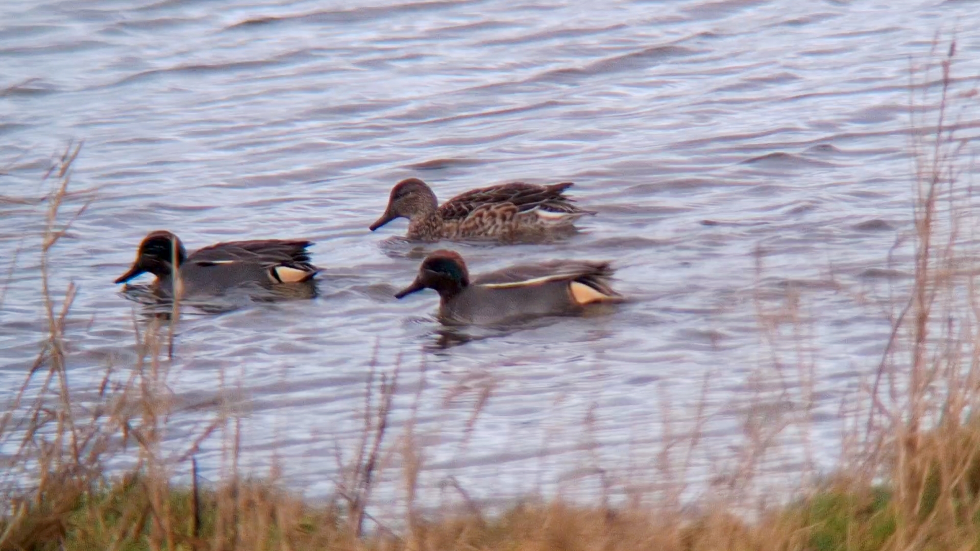 Wintertaling (Zeeland). Foto van Angel In T Veld.